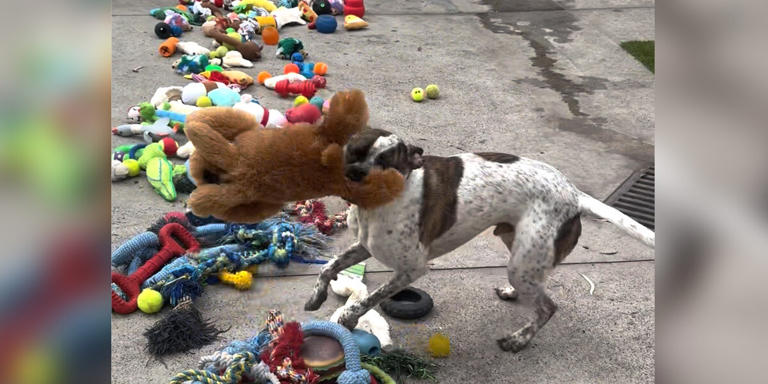 Shelter Dogs Picking Out Christmas Presents Will Melt Your Heart